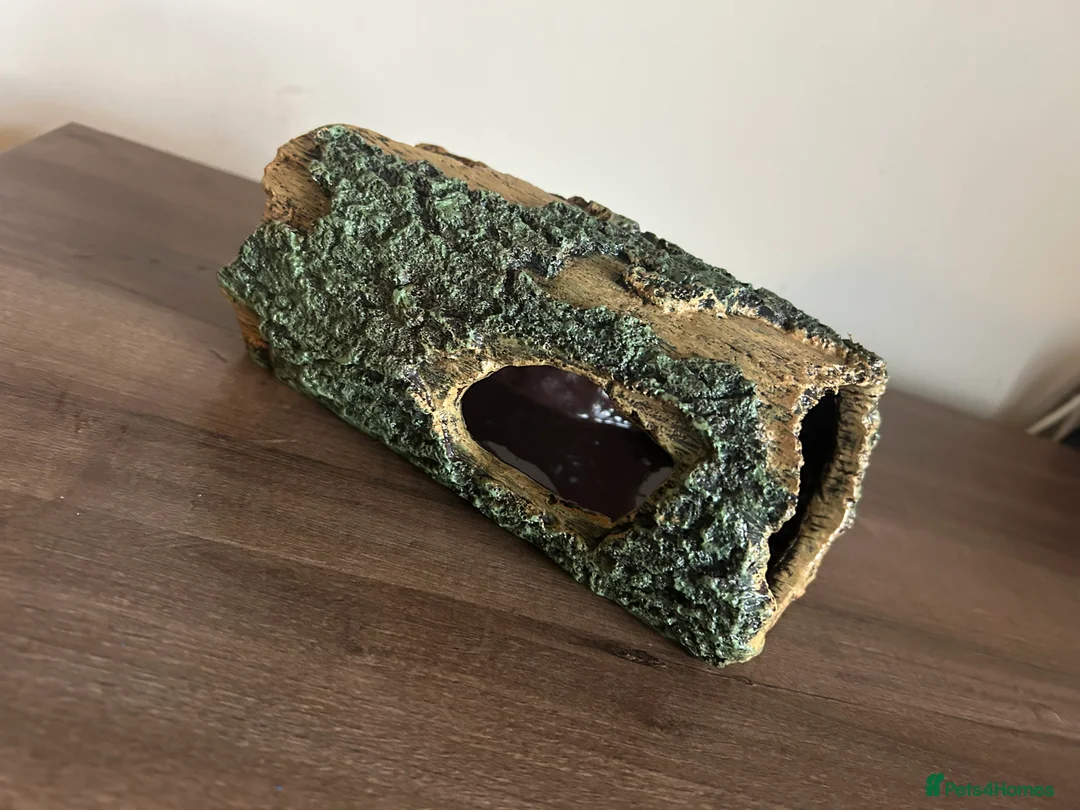 Leopard Gecko reptiles for sale: Male leopard gecko and all equipment  - Advert 17