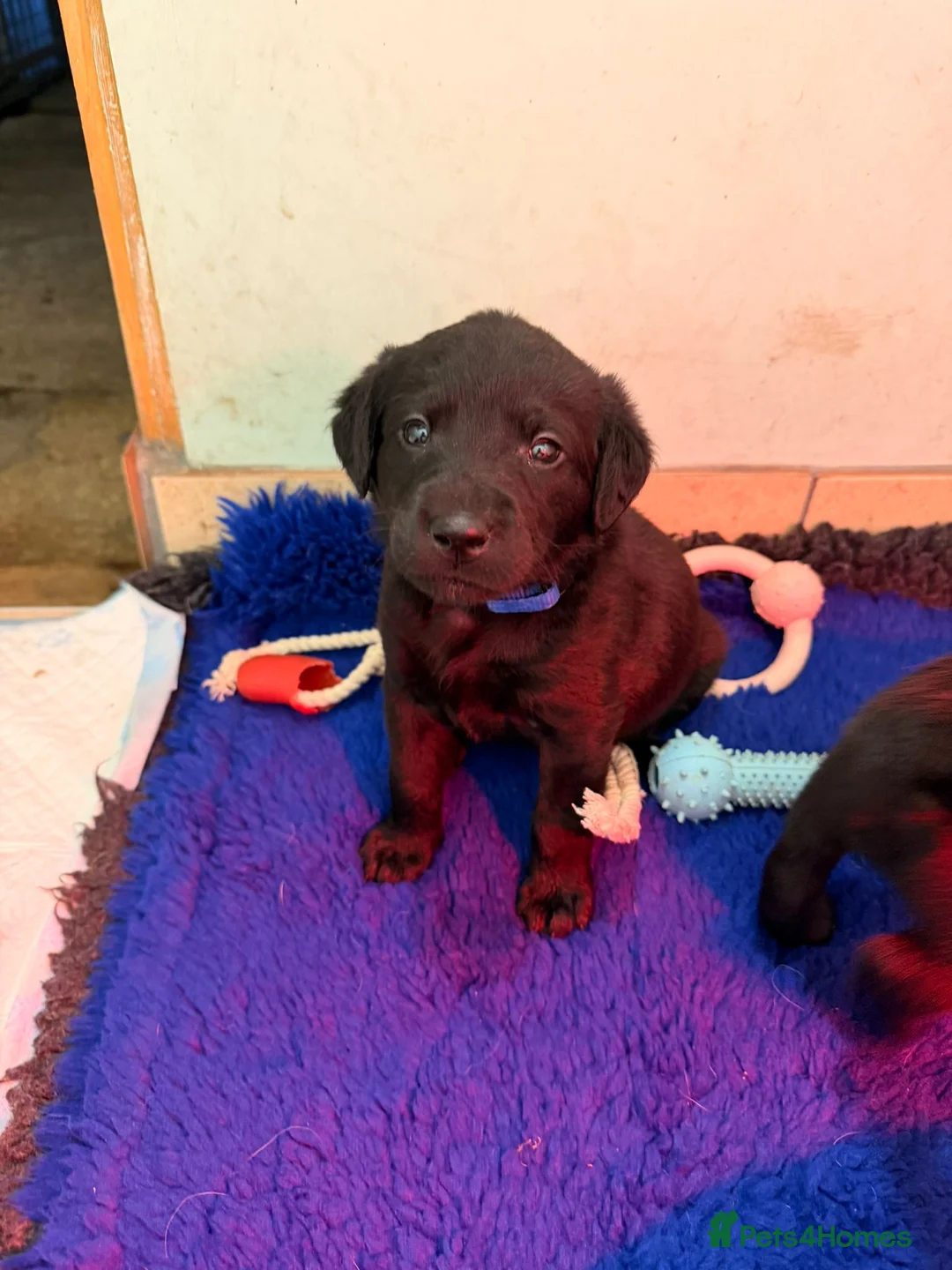 Labrador Retriever dogs for sale: Fantastic pedigree, two black boys available! in Alton - Advert 14