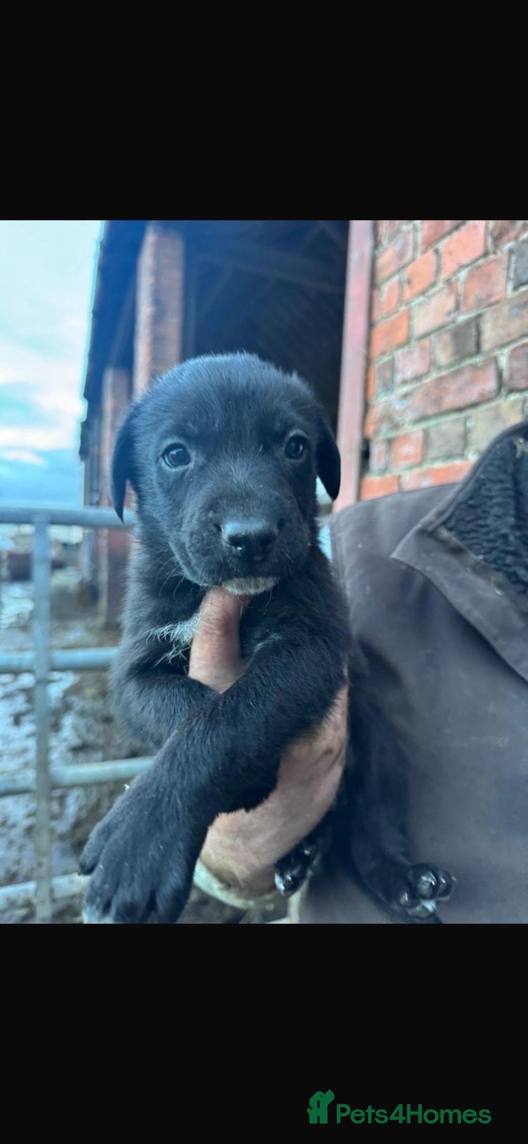 Border Collie dogs for sale: Collie X Huntaway Pups - Advert 3