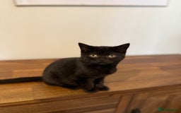 British Shorthair cats for sale: Top quality GCCF reg BSH grand champion lines - Image 35