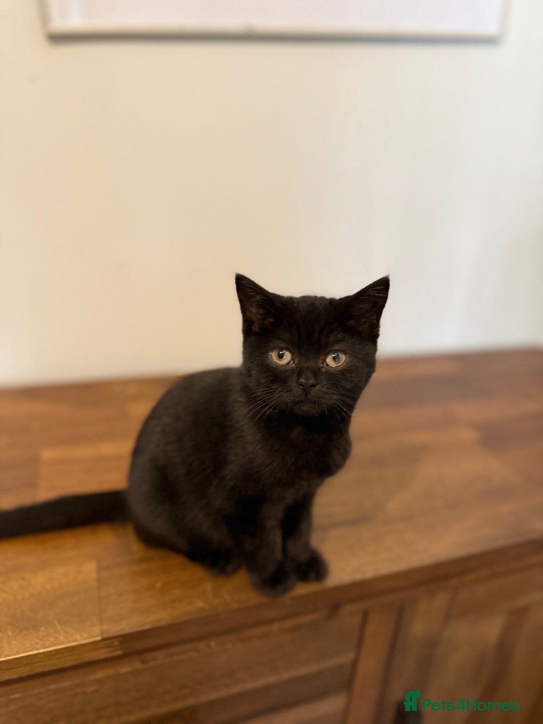 British Shorthair cats for sale: Top quality GCCF reg BSH grand champion lines - Image 35