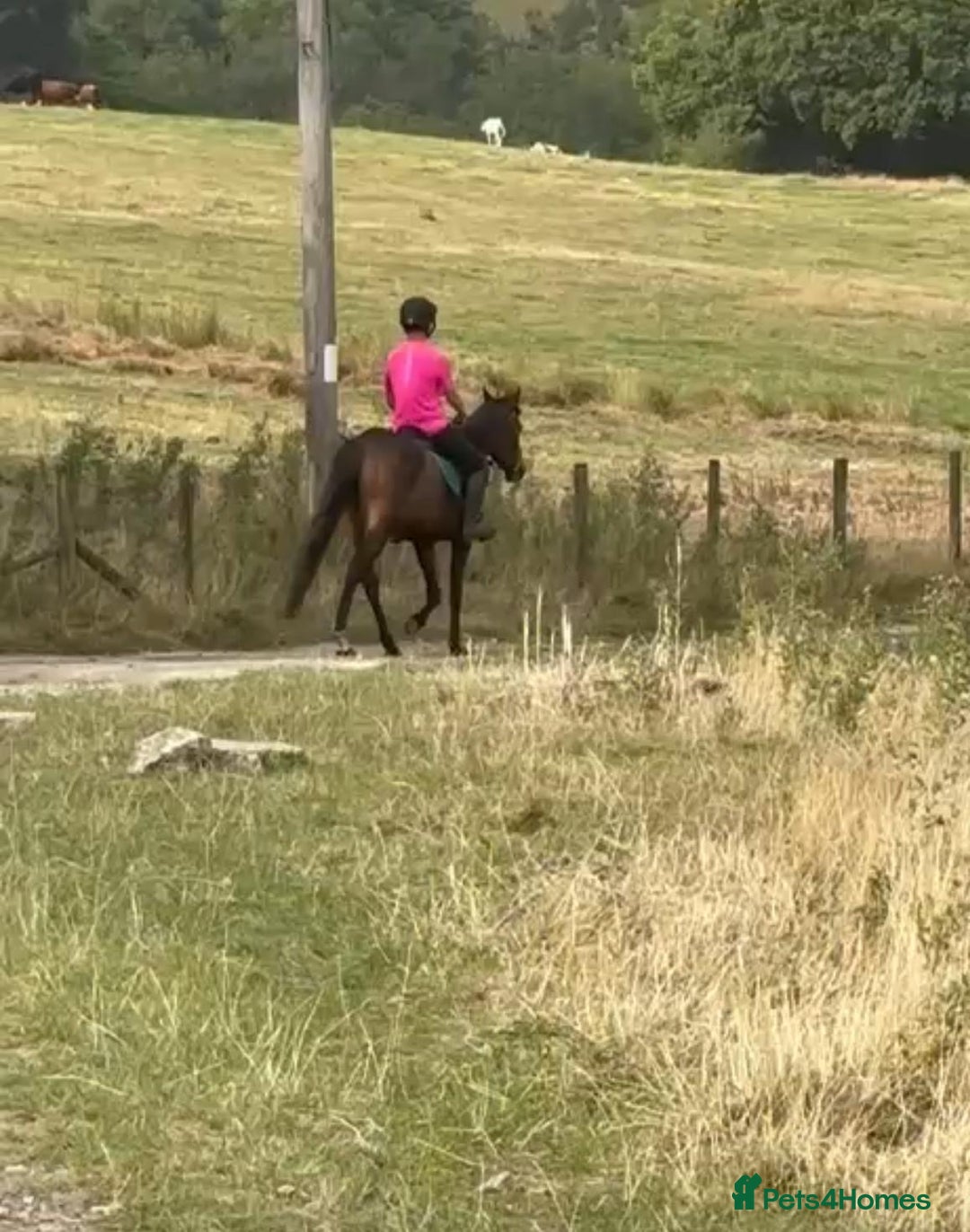 Irish Thoroughbred horses for sale: Lovely 15h mare - Image 6