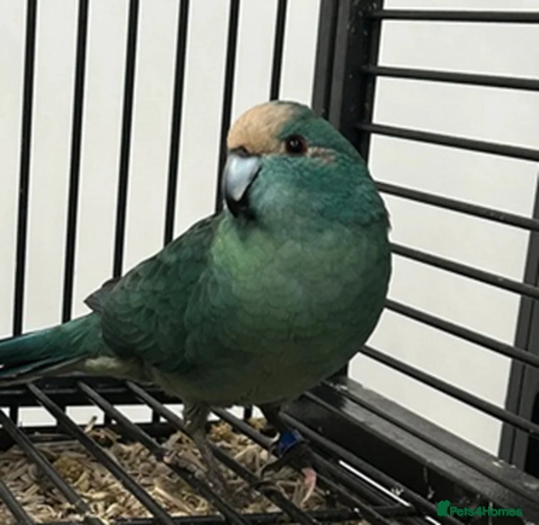 Parrots birds for sale: Blue Kakariki Male in Newcastle upon Tyne - Advert 1