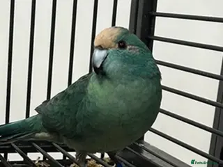 Parrots birds Blue Kakariki Male in Newcastle upon Tyne - Advert 3