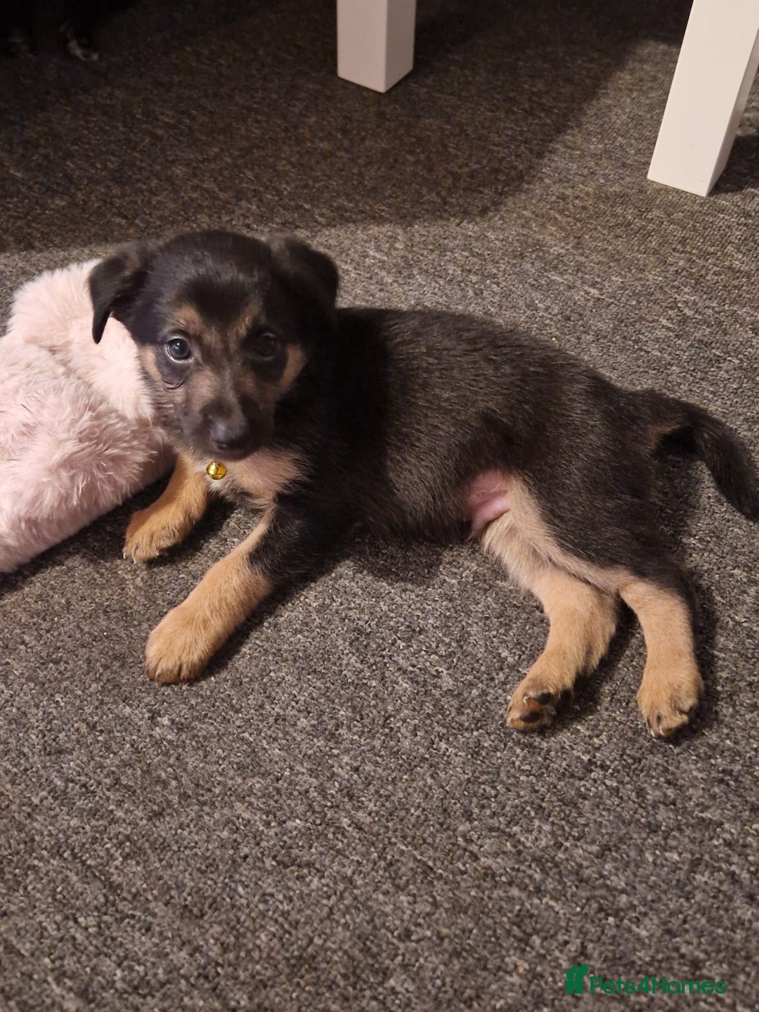 Mixed Breed dogs for sale: Border collie cross kelpie - Image 8