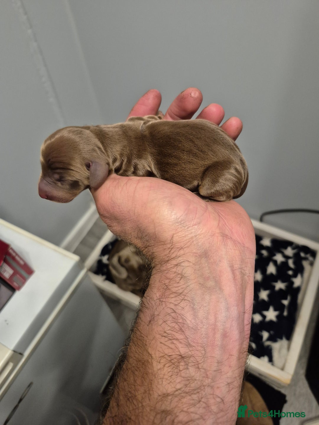 Miniature Dachshund dogs for sale: Beautiful minature dachshund puppies - Image 6
