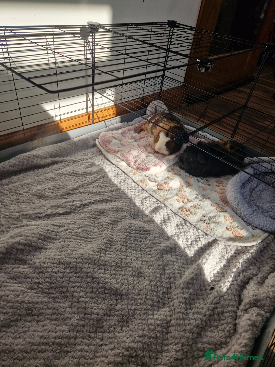 Guinea Pig rodents for sale: 2 Male Guinea Pigs for free - Image 4