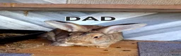Continental Giant rabbits for sale: Continentals ready now - Advert 11