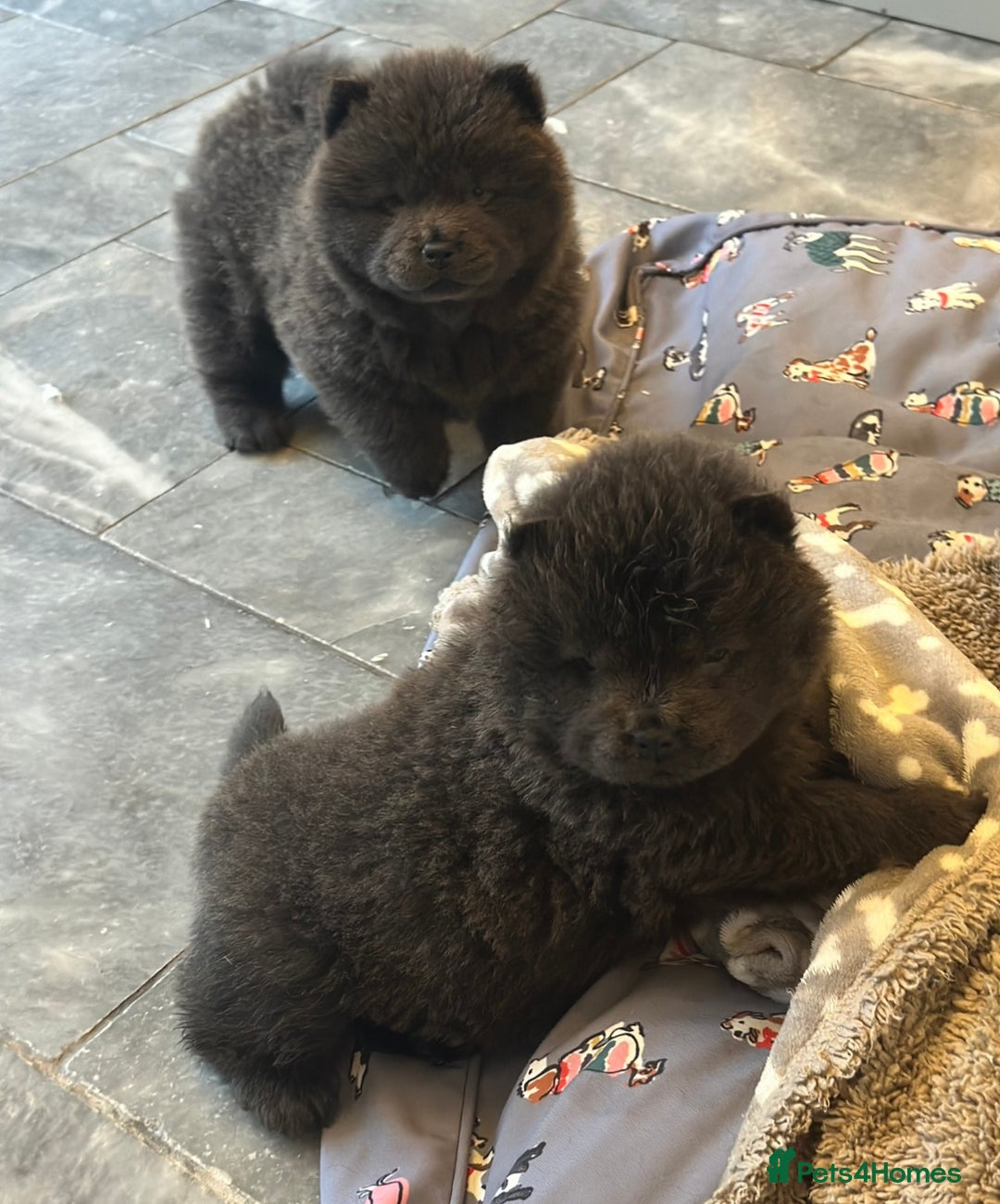 Chow Chow dogs for sale: KC reg chow chows  - Advert 5