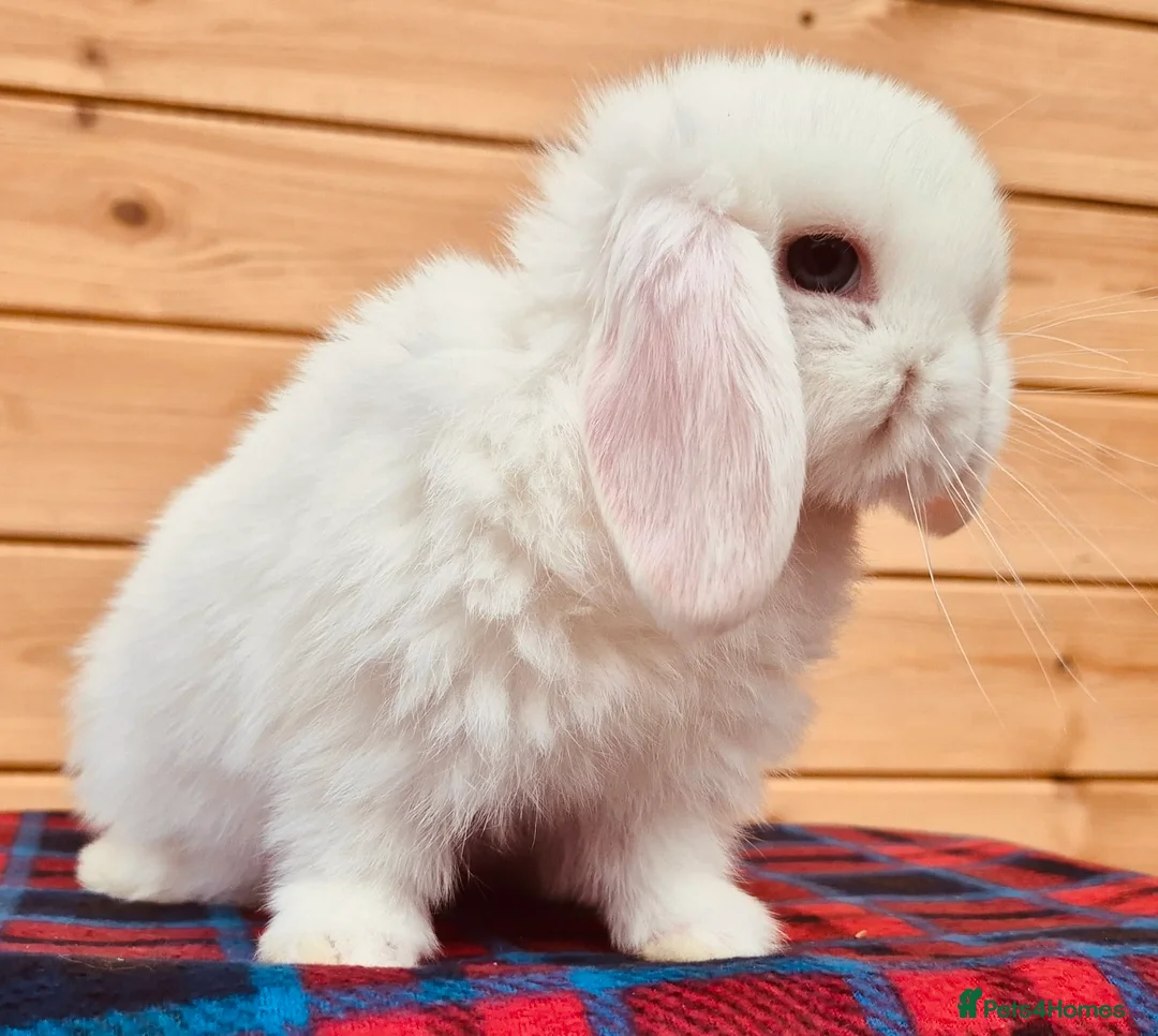 Mini Lop rabbits for sale: 🐰 Mini Lop Rabbits for Sale 🐰   - Advert 4