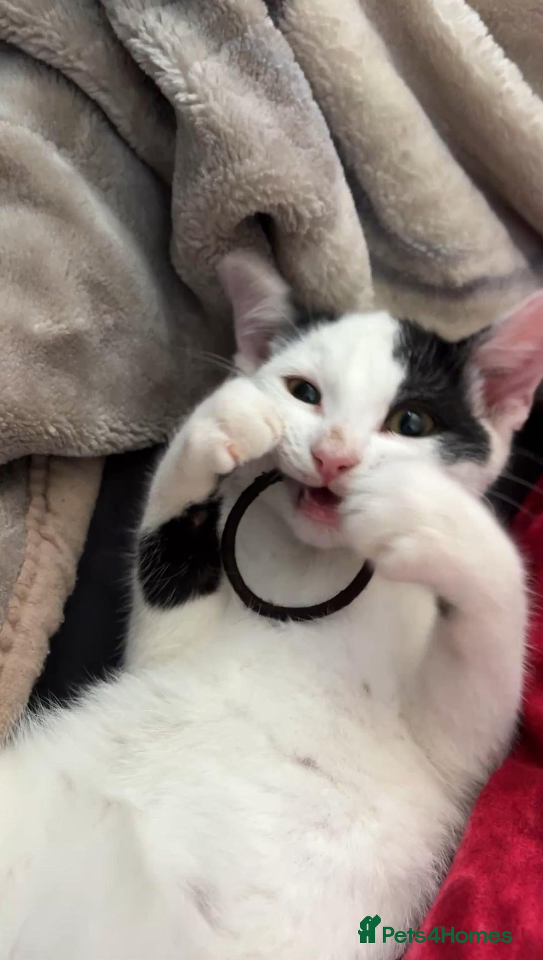 Mixed Breed cats for sale: Two kittens for sale boy and girl - Image 1