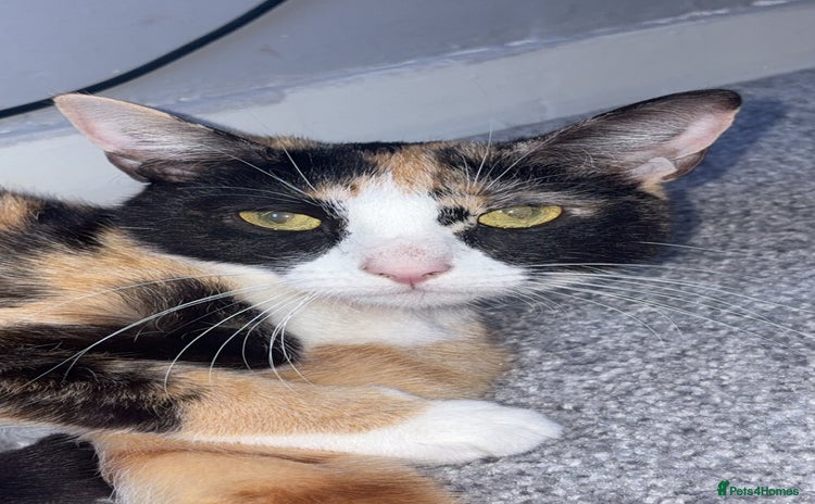 Mixed Breed cats - Advert 2