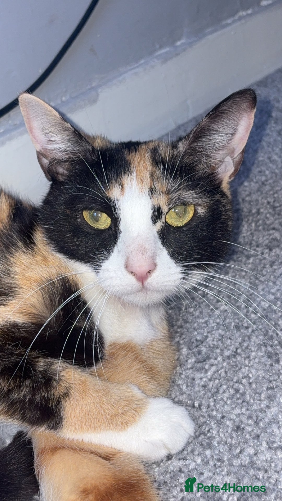 Mixed Breed cats for sale: Calico female  - Image 1