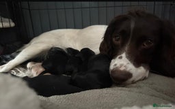 Mixed Breed dogs for sale: Sprockador puppies  - Image 16