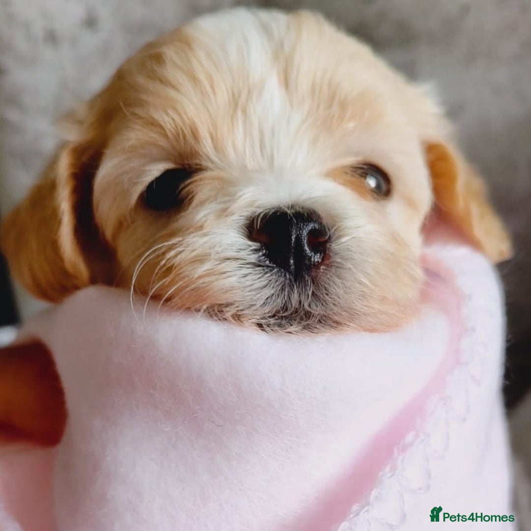 Maltipoo dogs for sale: 🩷 1 Baby Girl Available  - Advert 37