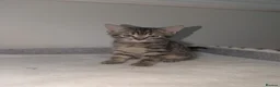 Mixed Breed cats for sale: Mixed Breed Bengal Kittens  in Portsmouth - Advert 4