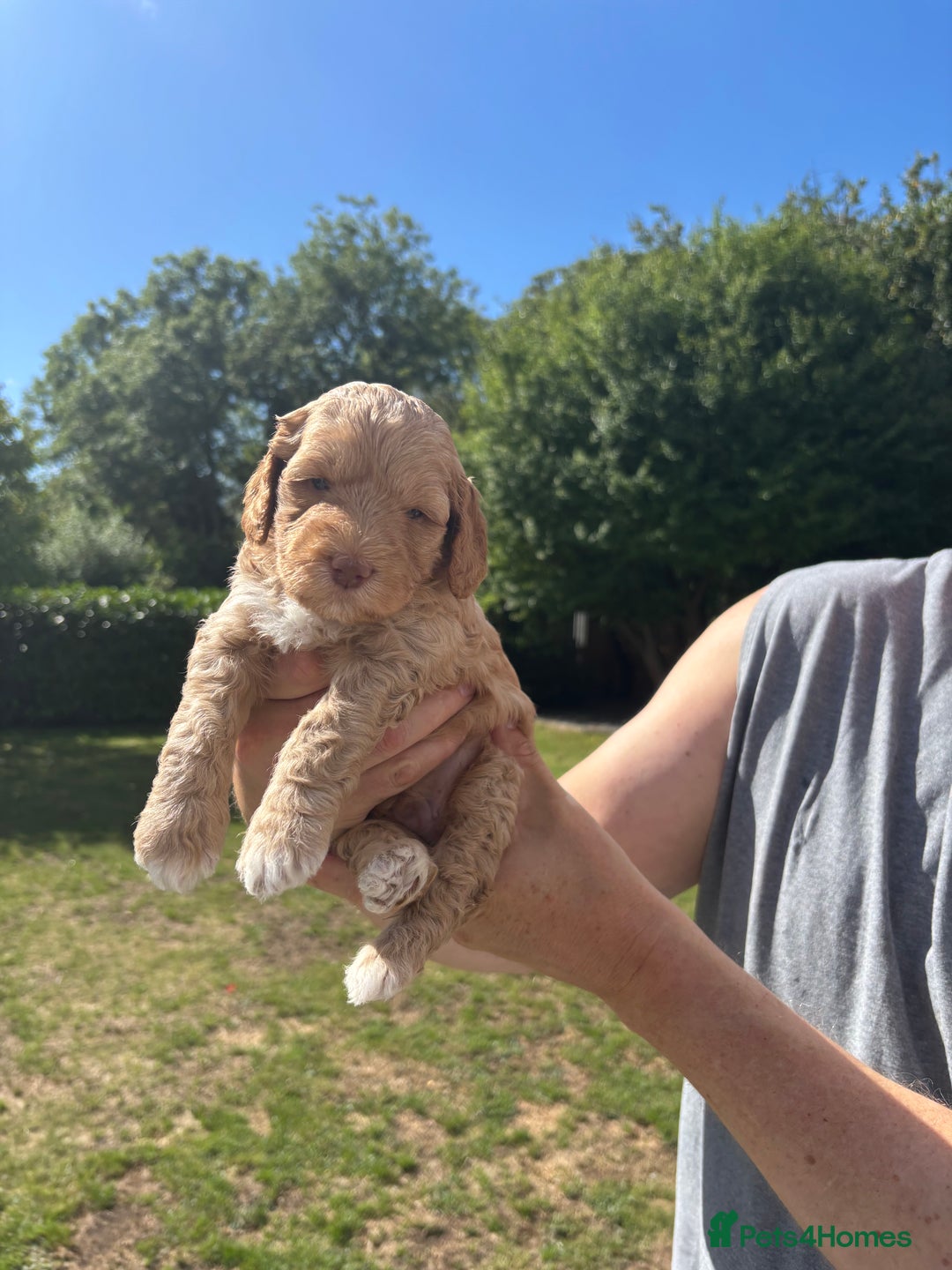 Australian Labradoodle dogs for sale: Pure Australian Labradoodle Puppies ready 30/09/25 - Image 27