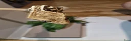 Gecko reptiles for sale: ✨️Pretty male crested gecko.✨️ frog butt 🐸 - Advert 8