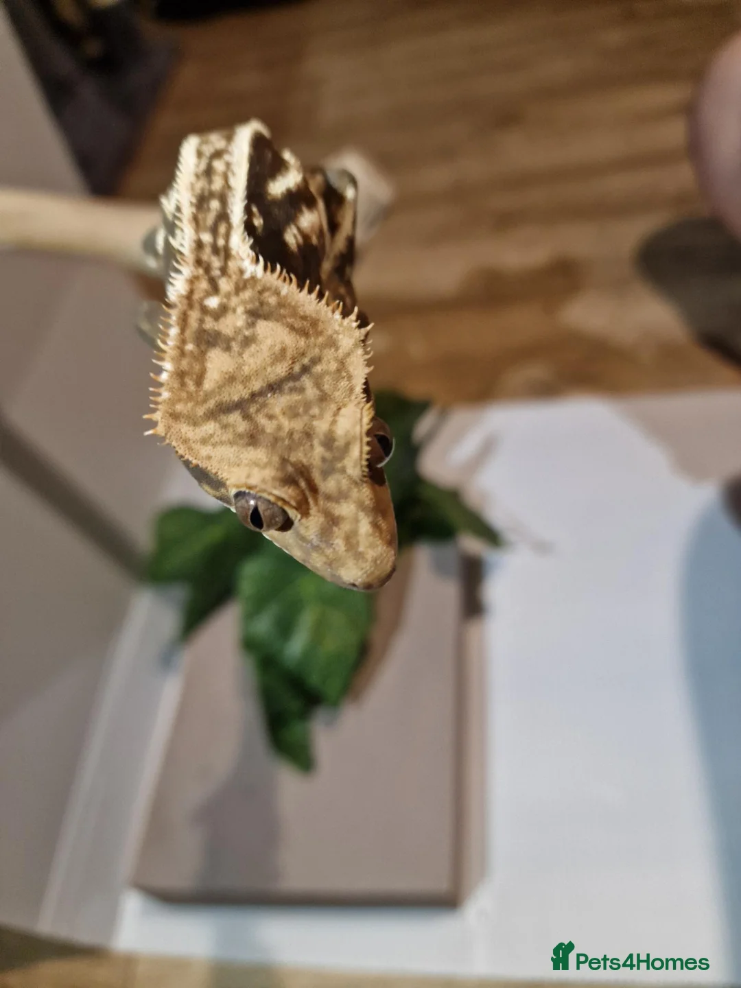 Gecko reptiles for sale: ✨️Pretty male crested gecko.✨️ frog butt 🐸 - Advert 8