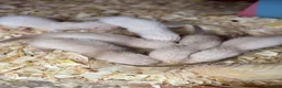 Ferret rodents for sale: 6 Standard size Working Ferret’s for sale - Advert 4