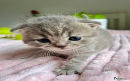 Scottish Fold cats for sale: Adorable rare silver tabby/lilac tabby kittens 🐾 - Image 17