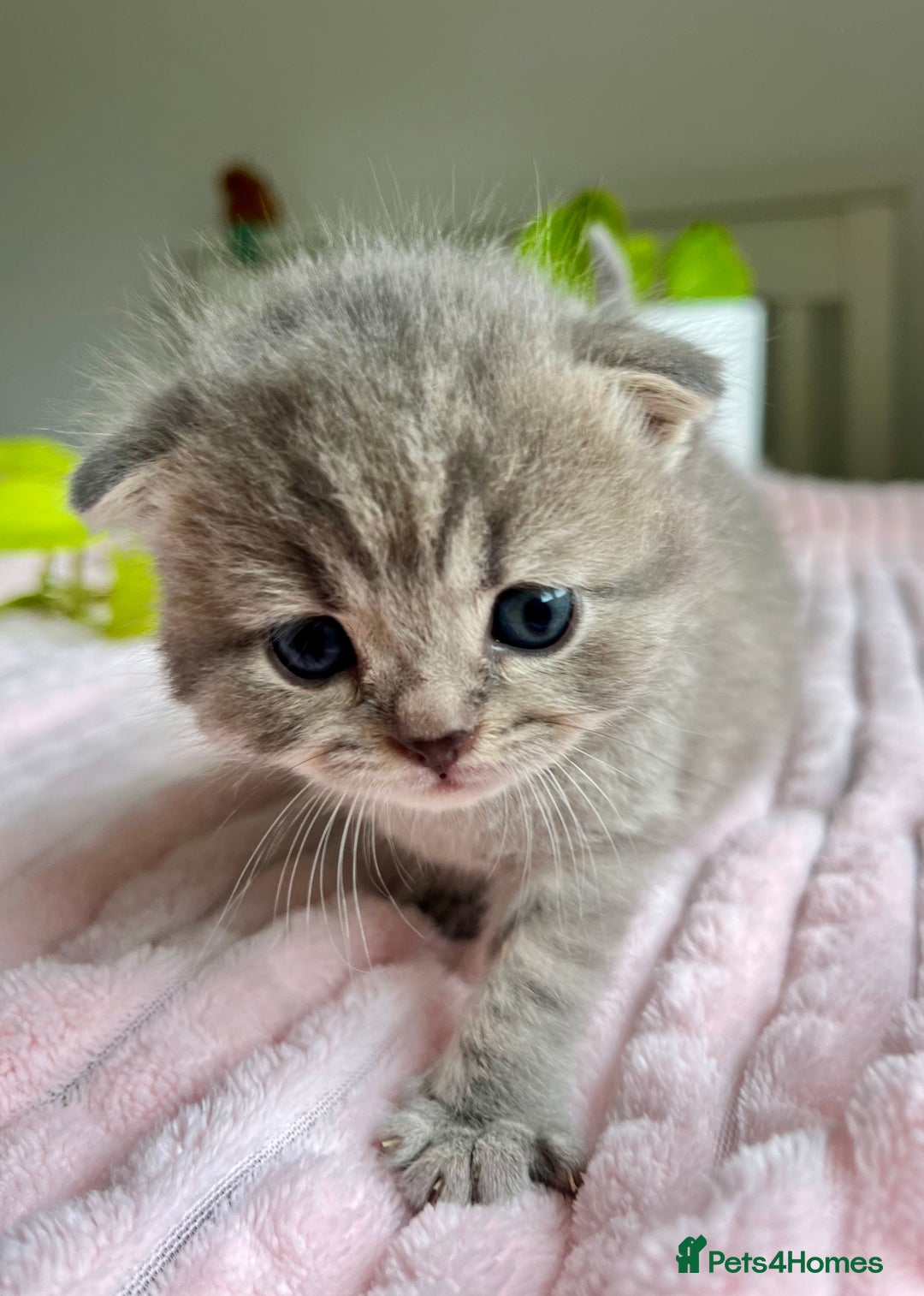 Scottish Fold cats for sale: Adorable rare silver tabby/lilac tabby kittens 🐾 - Image 17