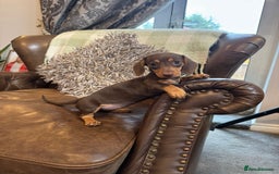 Dachshund dogs for sale: Miniatu Dachshund Puppies  - Image 7