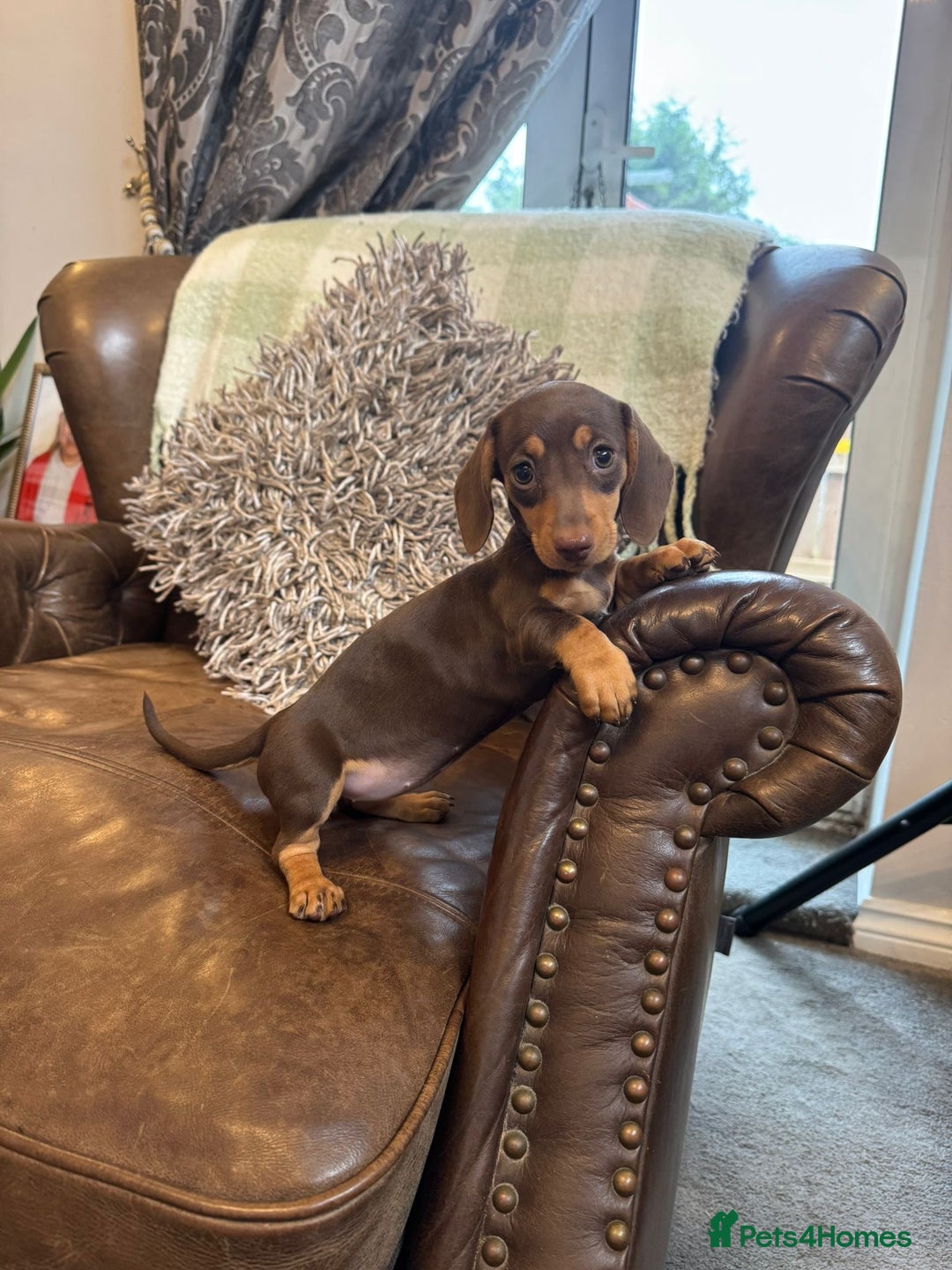 Dachshund dogs for sale: Miniatu Dachshund Puppies  - Image 7