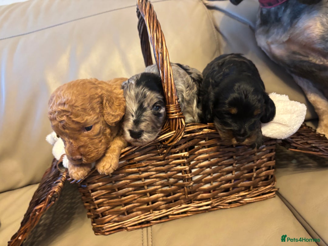 Cockapoo dogs for sale: Cockapoos Ready for New Homes 22nd December - Advert 1