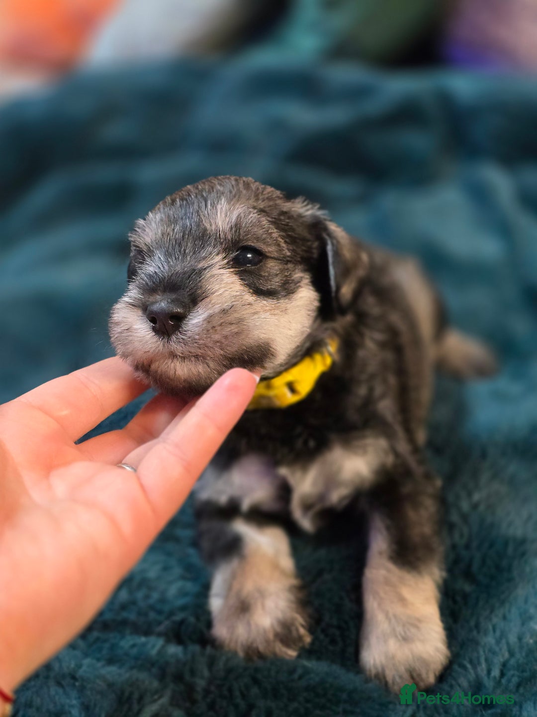 Miniature Schnauzer dogs for sale: 3 puppys left -KC - Miniature Schnauzer Puppies - Image 17