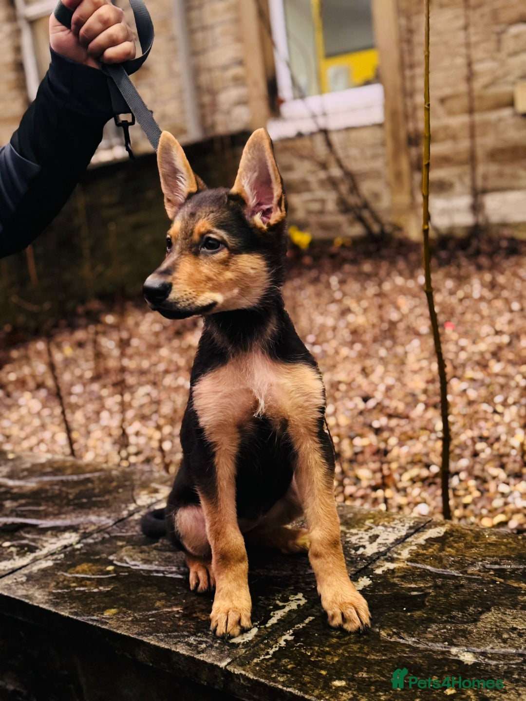 German Shepherd dogs for sale: Exceptional German Shepherd Girls  - Advert 9