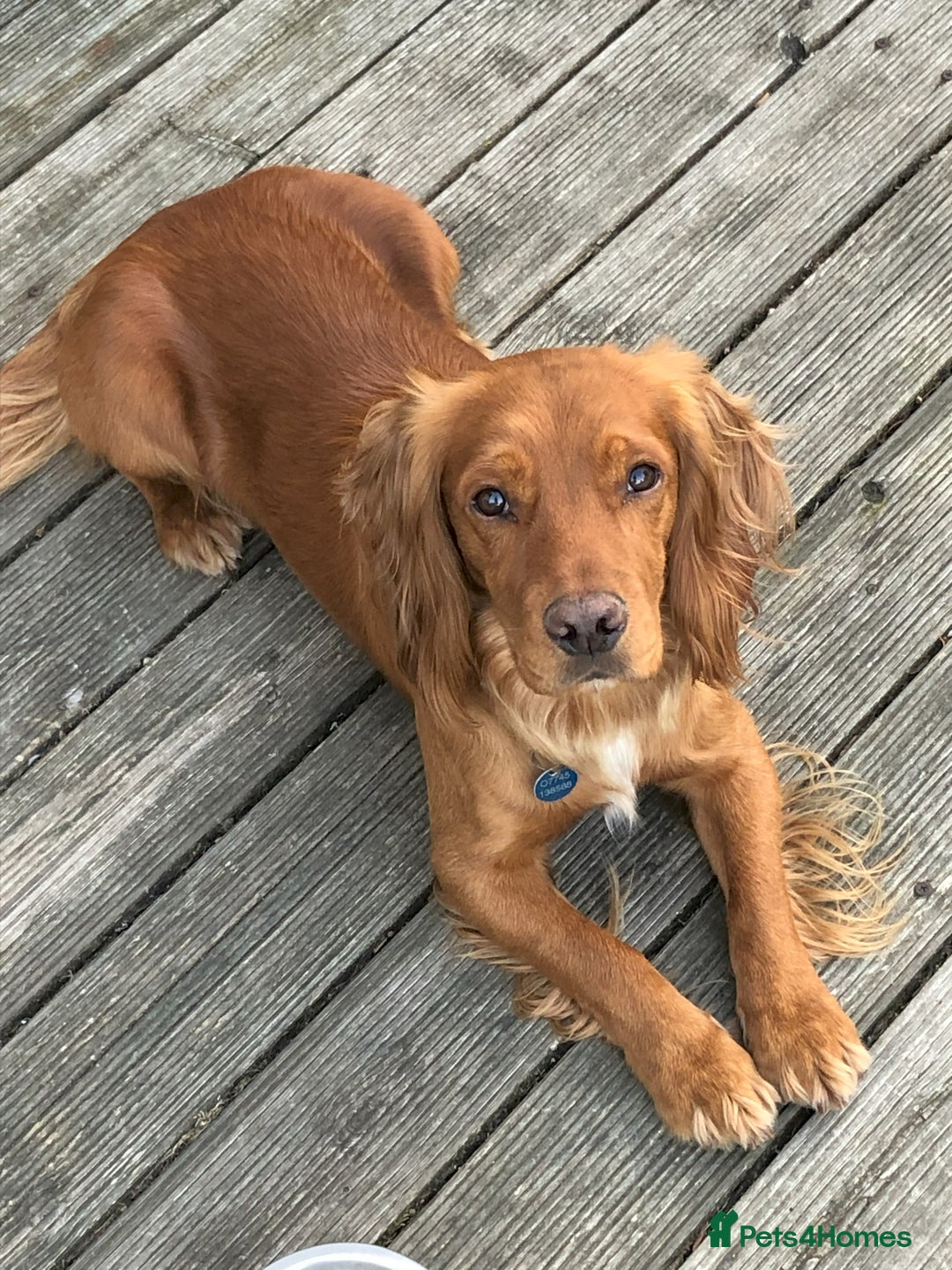 Cocker Spaniel dogs for stud: Cocker Spaniel KC registered for Stud in Stowmarket - Advert 2