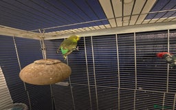 Budgerigars birds for sale: 2 budgies needing urgent rehome - Image 3