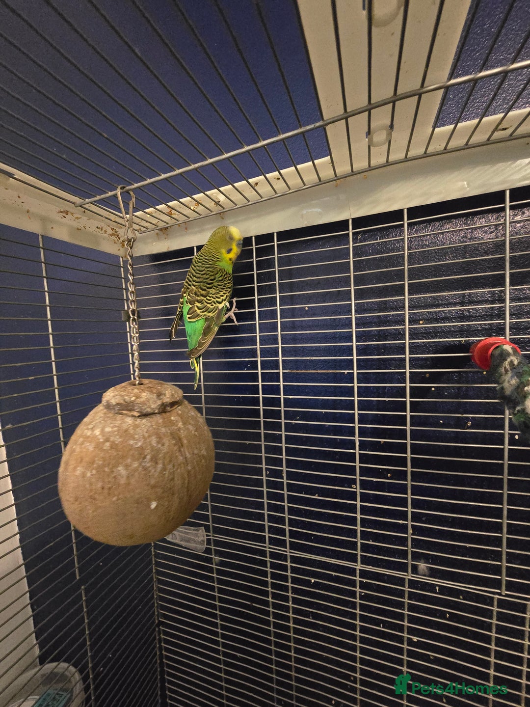 Budgerigars birds for sale: 2 budgies needing urgent rehome - Image 3