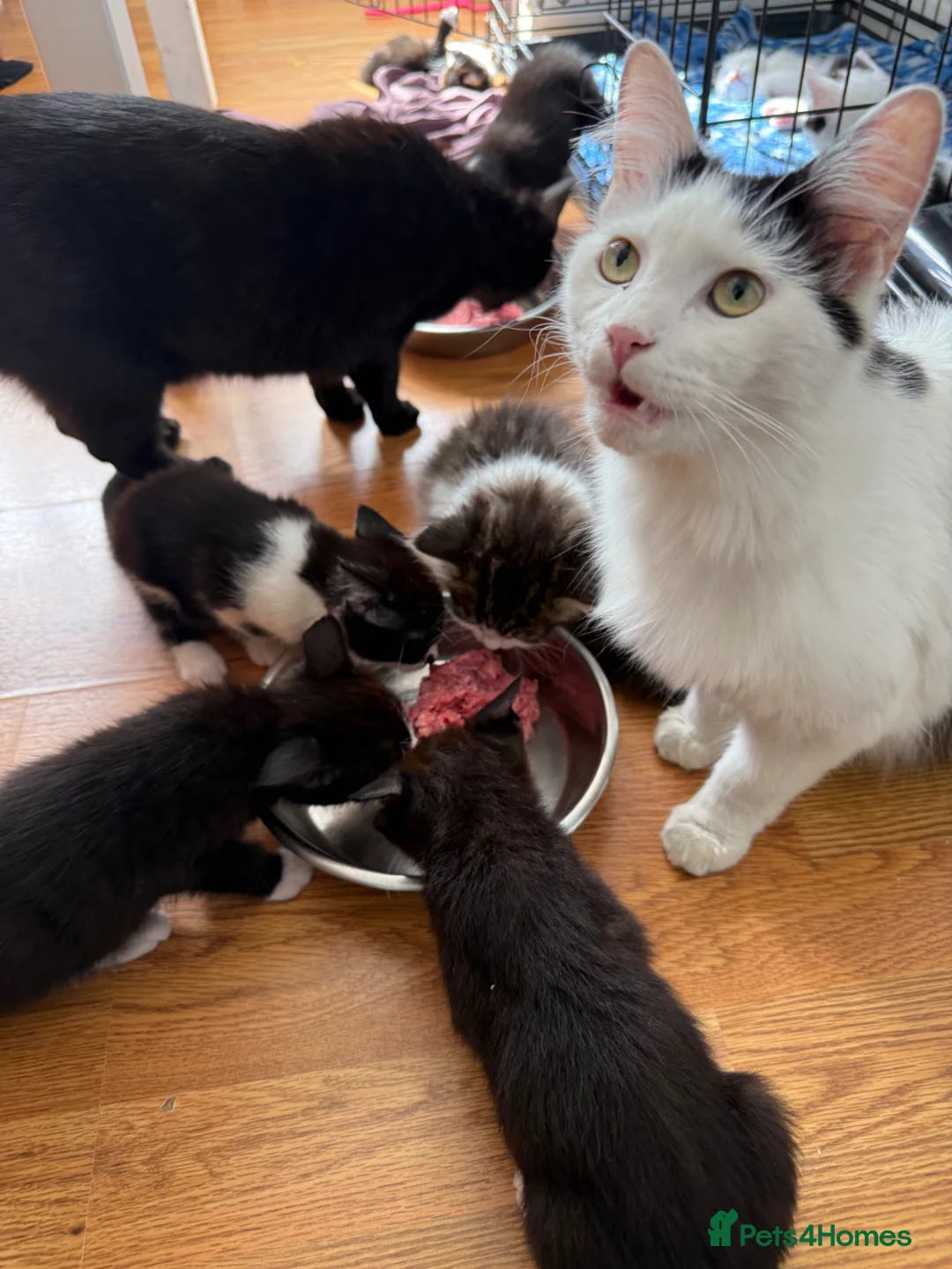 Domestic Shorthair cats for sale: Beautiful kittens 5* homes  - Advert 30