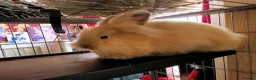 Lionhead rabbits for sale: Double maned lionhead sold as 2 girl's, only 1 is. - Advert 1