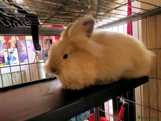 Lionhead rabbits Double mained lionhead sold as 2 girl's only 1 is. - Advert 5