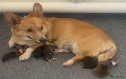 Welsh Corgi Pembroke dogs for sale: Bred type - welsh corgi - Image 8