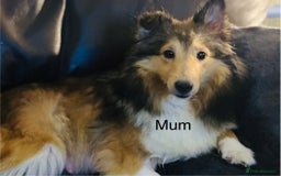 Shetland Sheepdog dogs for sale: Pretty sable Shetland sheepdog girl puppy  - Image 6