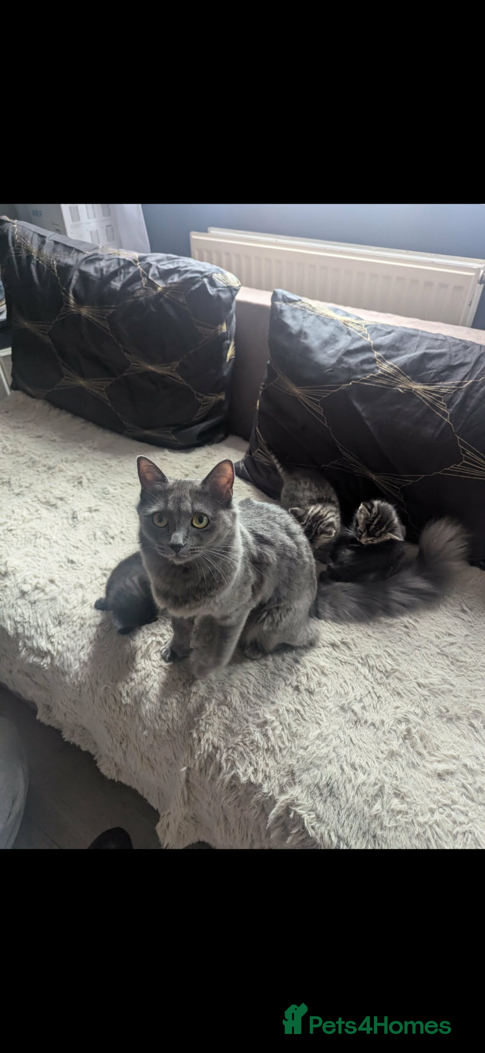 Mixed Breed cats cats for sale  - Advert 2