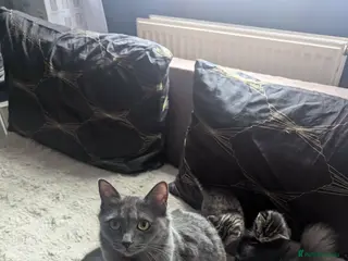 Mixed Breed cats cats for sale - Advert 2