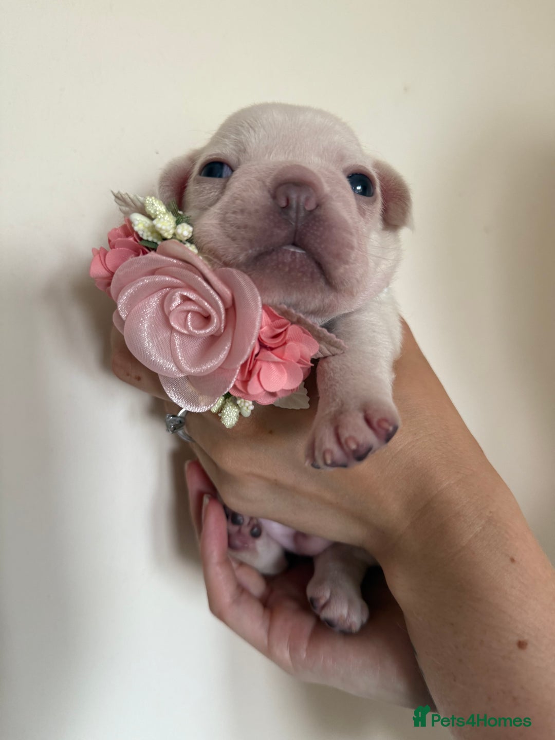 French Bulldog dogs for sale: Stunning platinum and lilac fawn boys and girls - Image 9
