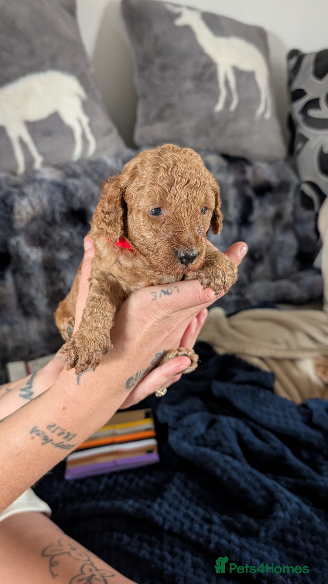 Cavapoo dogs for sale: Beautiful Cavapoo X toy poodle puppies  - Image 17