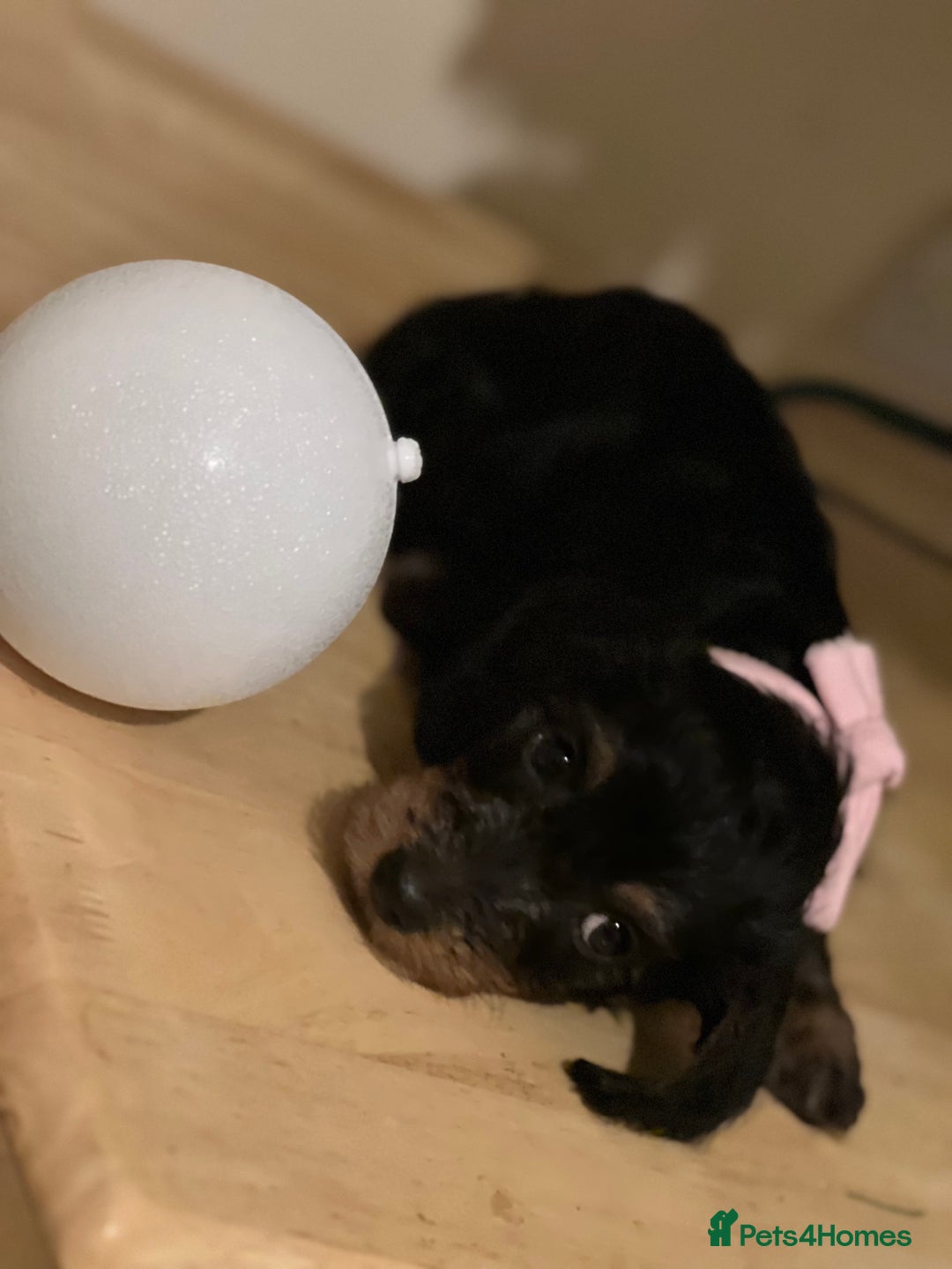 Dachshund dogs for sale: 4 pups for sale  - Advert 10