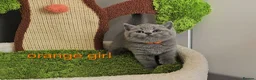 British Shorthair cats for sale: Blue British Shorthair kittens, GCCF registered in London - Advert 7