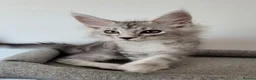 Maine Coon cats for sale: Tica registered maine coon kittens  - Advert 35