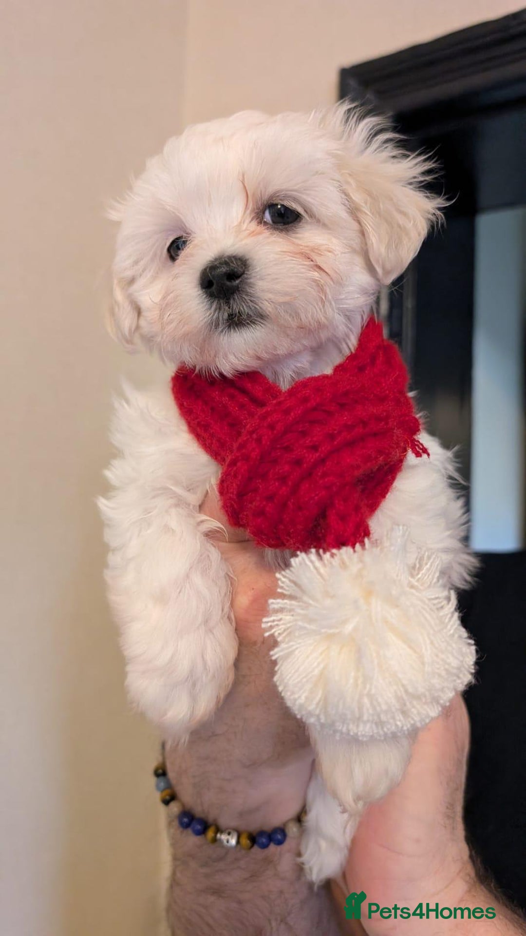 Maltipoo dogs for sale: Stunning Apricot Maltipoos  - Advert 9