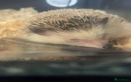 Pygmy Hedgehog rodents for sale: Russell  - Image 1