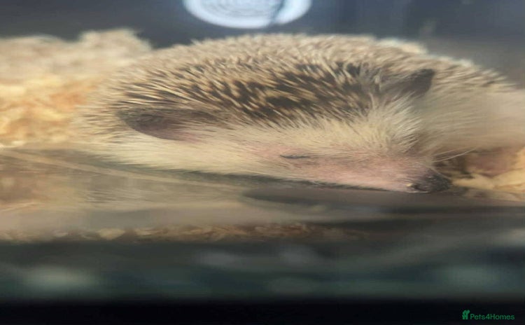Pygmy Hedgehog rodents - Advert 14