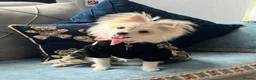 Mixed Breed dogs for sale: 🐾 Adorable Yorkiepoo × Pomchi Puppies 🐾 - Advert 4